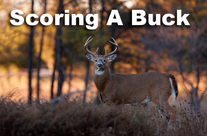 How to Score a Deer